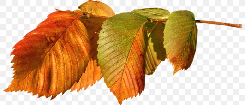 Autumn Leaf, PNG, 800x353px, Leaf, Autumn, Beech, Deciduous, Gratis Download Free