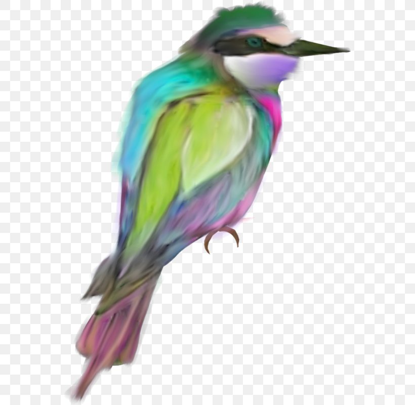 Bird Feather Drawing, PNG, 567x800px, Bird, Animal, Beak, Color, Coraciiformes Download Free
