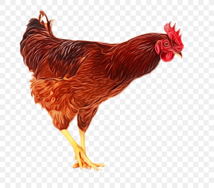 Chicken Bird Rooster Comb Fowl, PNG, 754x720px, Watercolor, Beak, Bird, Chicken, Comb Download Free