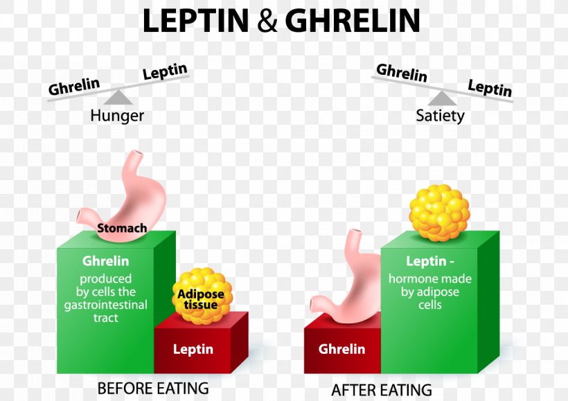 Ghrelin Leptin Hunger Appetite Hormone, PNG, 1191x842px, Ghrelin, Adipose Tissue, Advertising, Appetite, Brand Download Free
