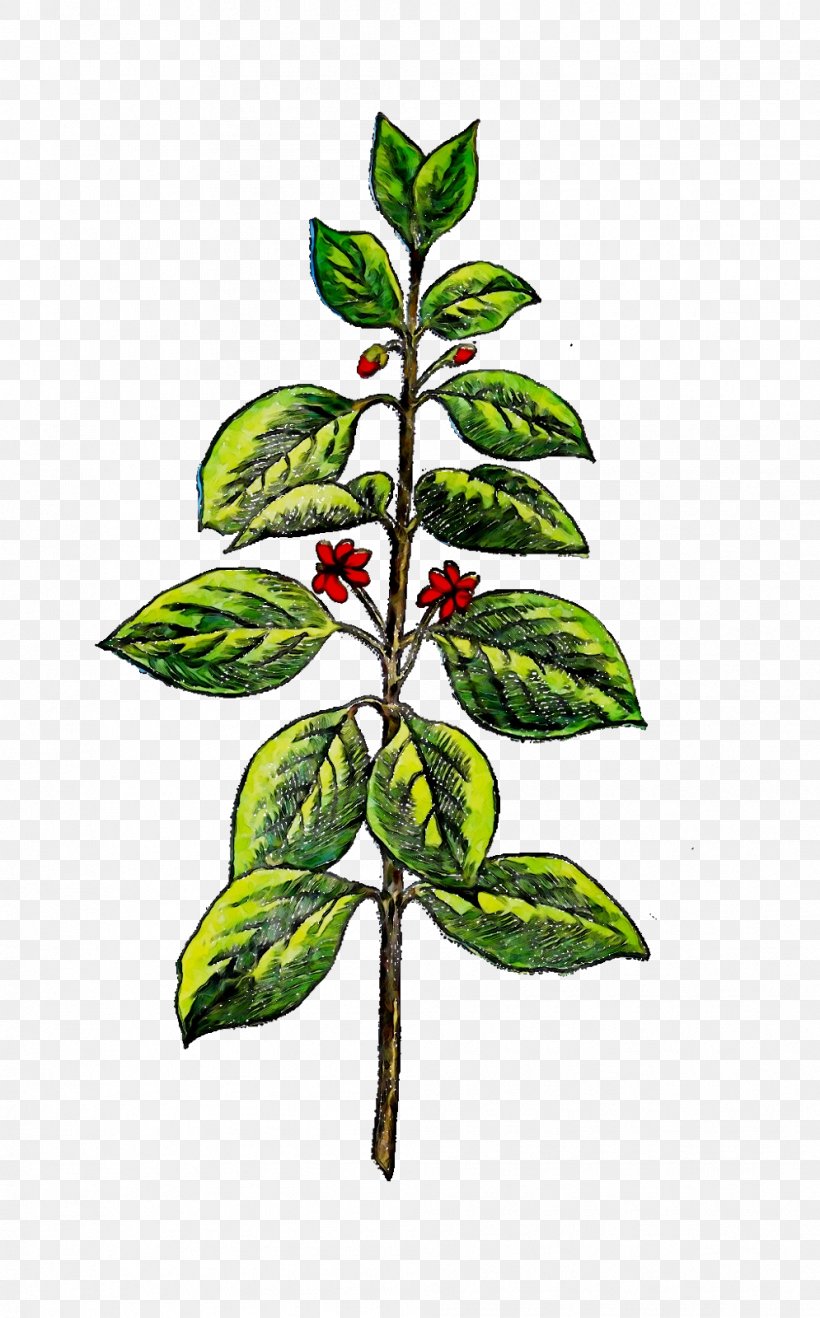 Indian Sandalwood Branch Plants Herbaceous Plant Drawing, PNG, 995x1600px, Indian Sandalwood, Basil, Botany, Branch, Coca Download Free