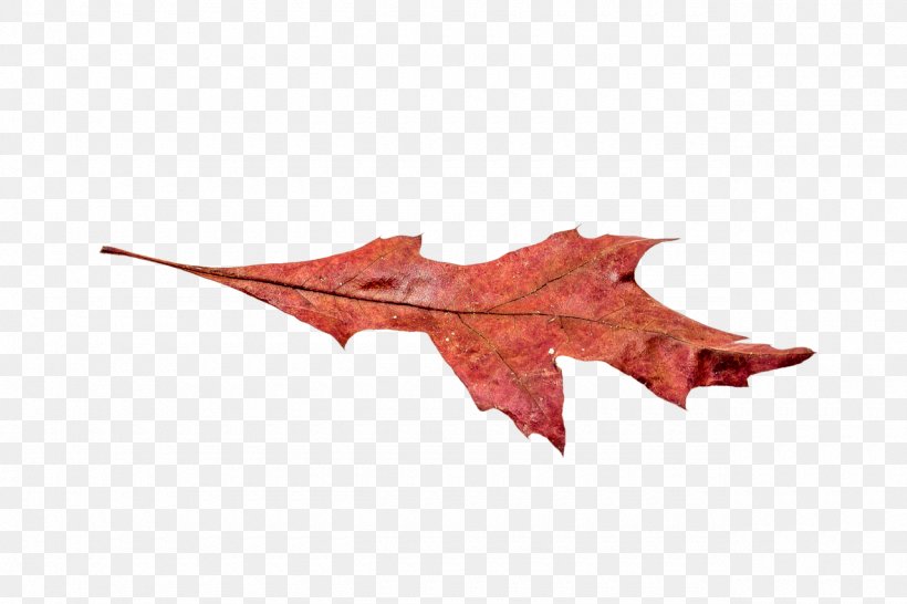 Maple Leaf Autumn Leaf Color, PNG, 1280x853px, Leaf, Autumn, Autumn Leaf Color, Color, Image File Formats Download Free