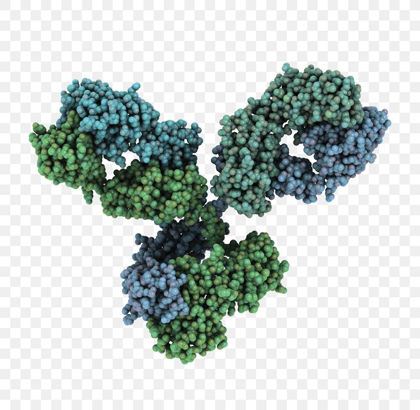 Monoclonal Antibody Antibody-Drug Conjugates Blot, PNG, 800x800px, Watercolor, Cartoon, Flower, Frame, Heart Download Free