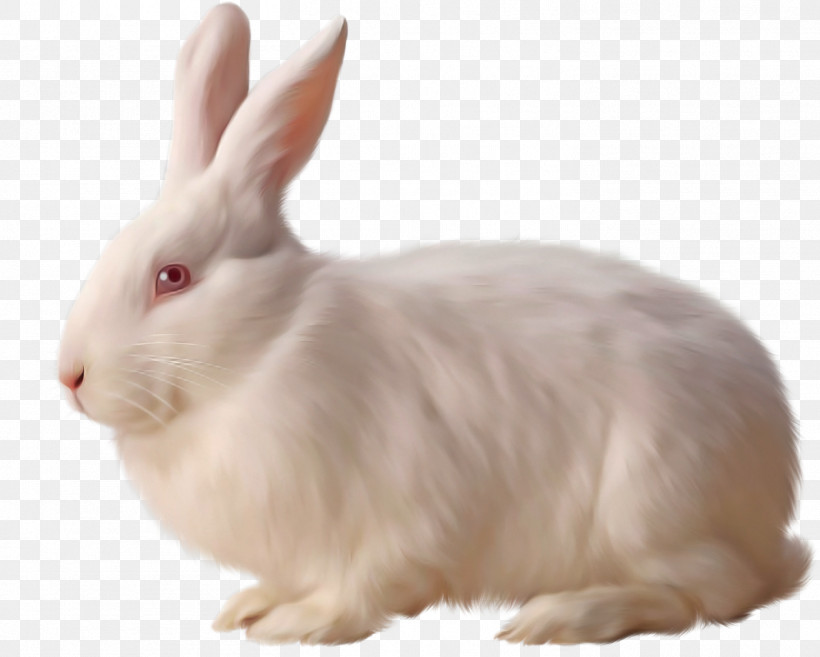 Rabbit Rabbits And Hares Hare Snowshoe Hare Ear, PNG, 1462x1173px, Rabbit, Animal Figure, Ear, Hare, Rabbits And Hares Download Free