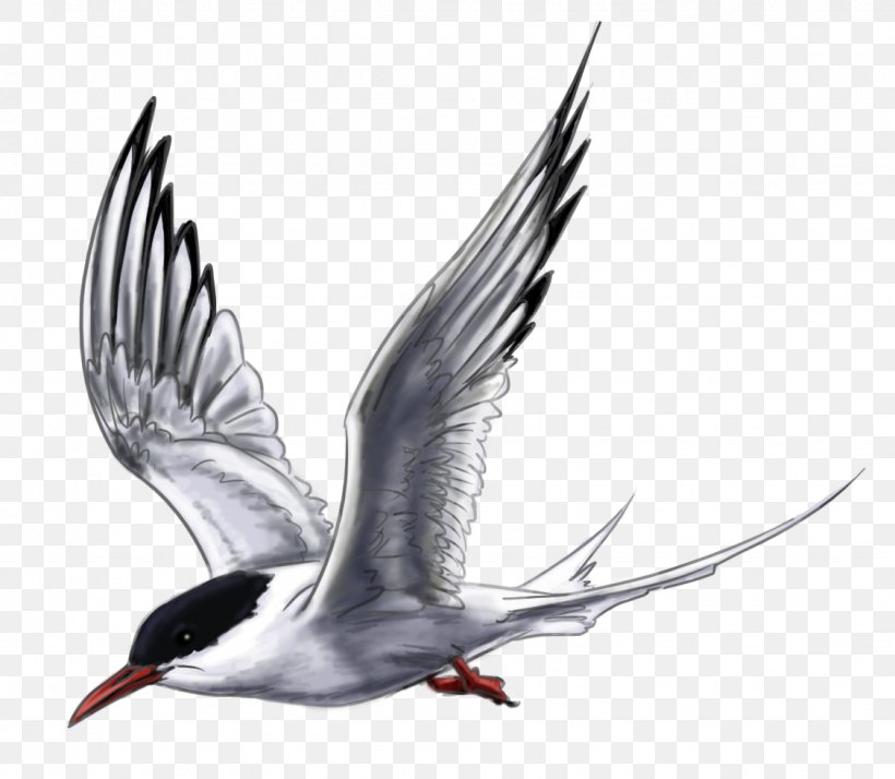 Arctic Tern Wader, PNG, 1126x981px, Arctic, Animal, Arctic Tern, Art, Art Blog Download Free