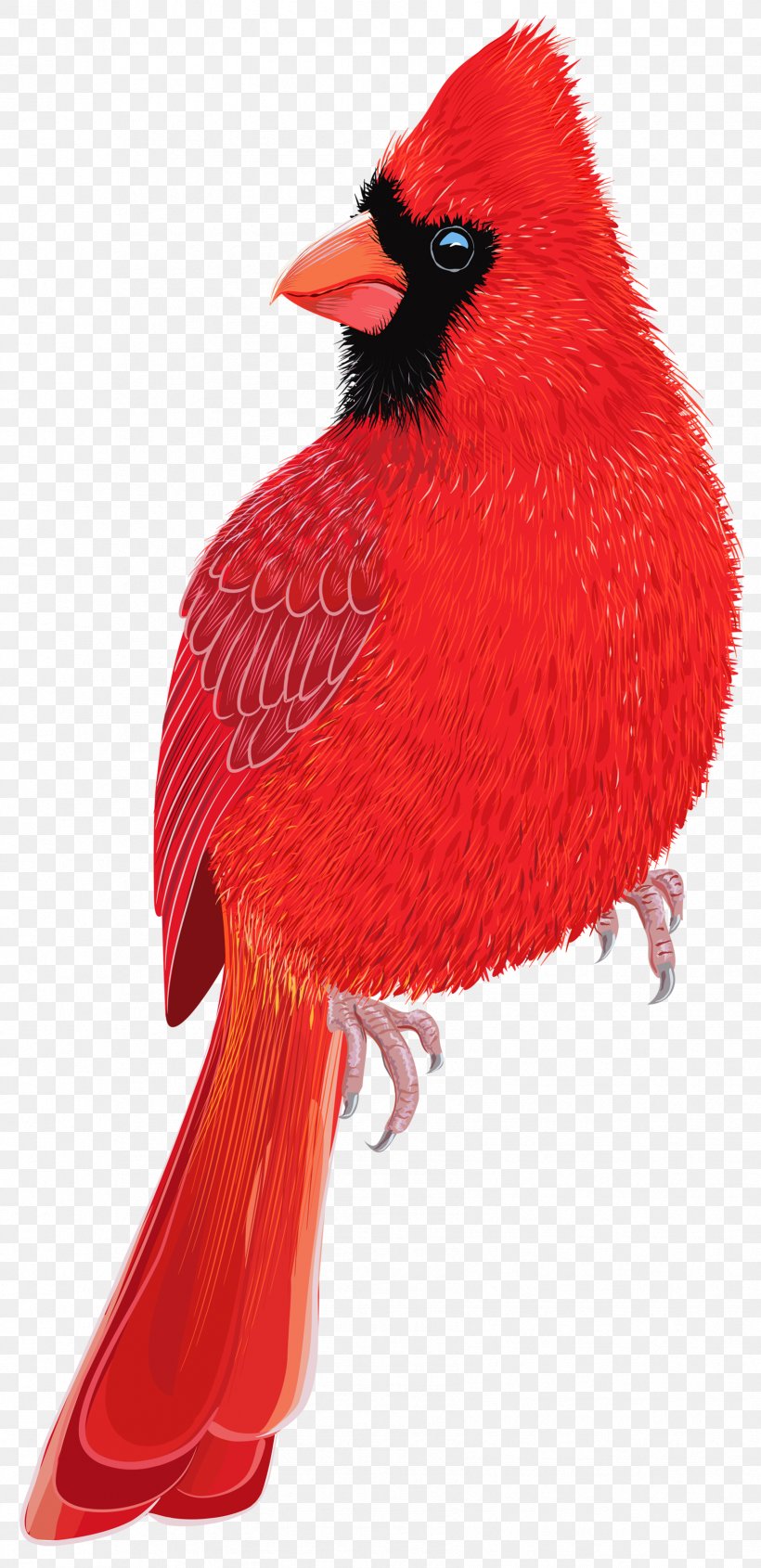 Bird Northern Cardinal Clip Art, PNG, 1698x3500px, Bird, Beak, Cardinal, Galliformes, Northern Cardinal Download Free