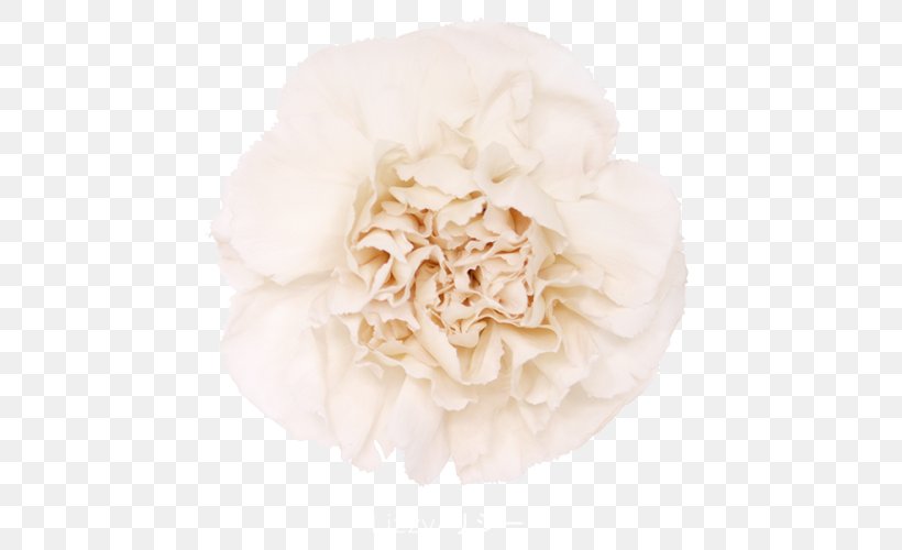 Centifolia Roses Garden Roses Carnation Cut Flowers, PNG, 500x500px, Centifolia Roses, Carnation, Caryophyllaceae, Color, Cut Flowers Download Free