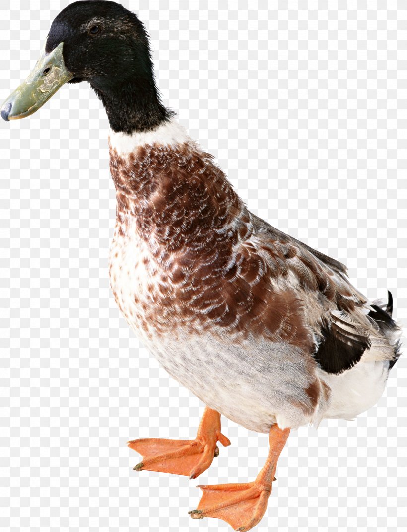 Duck American Pekin Domestic Goose, PNG, 1898x2480px, American Pekin, Beak, Bird, Duck, Ducks Geese And Swans Download Free