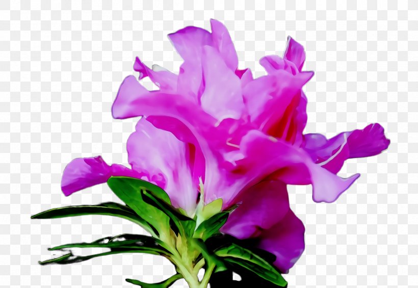 Flower Flowering Plant Purple Plant Pink, PNG, 2408x1660px, Watercolor, Cut Flowers, Flower, Flowering Plant, Iris Download Free