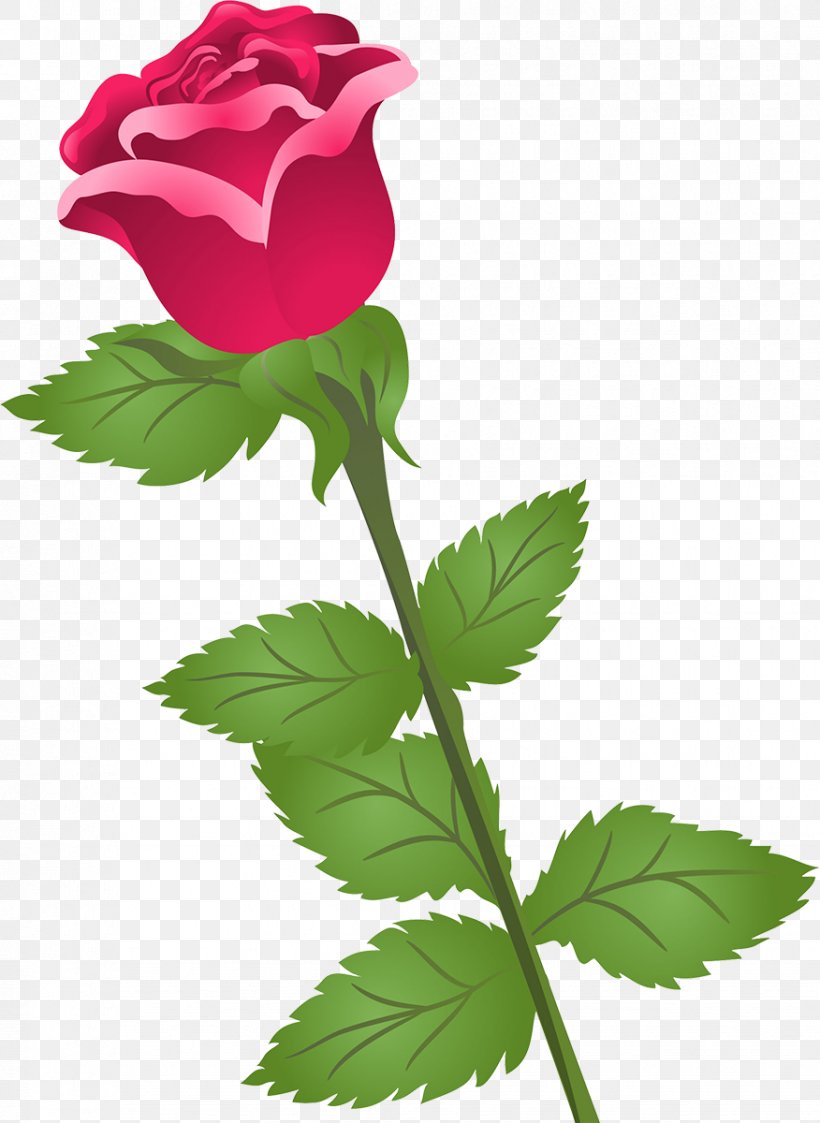 Garden Roses Cabbage Rose Flower Petal Clip Art, PNG, 876x1200px, Garden Roses, Bud, Cabbage Rose, China Rose, Floral Design Download Free