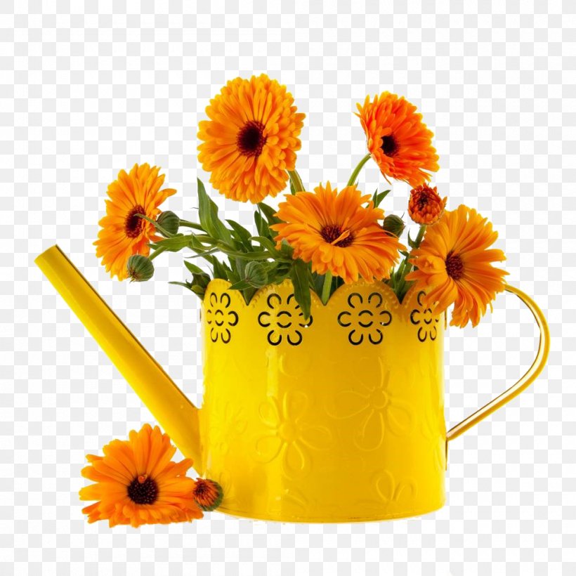 Mexican Marigold Flower Calendula Officinalis Stock Photography, PNG, 1000x1000px, Mexican Marigold, Calendula, Calendula Officinalis, Cut Flowers, Daisy Family Download Free