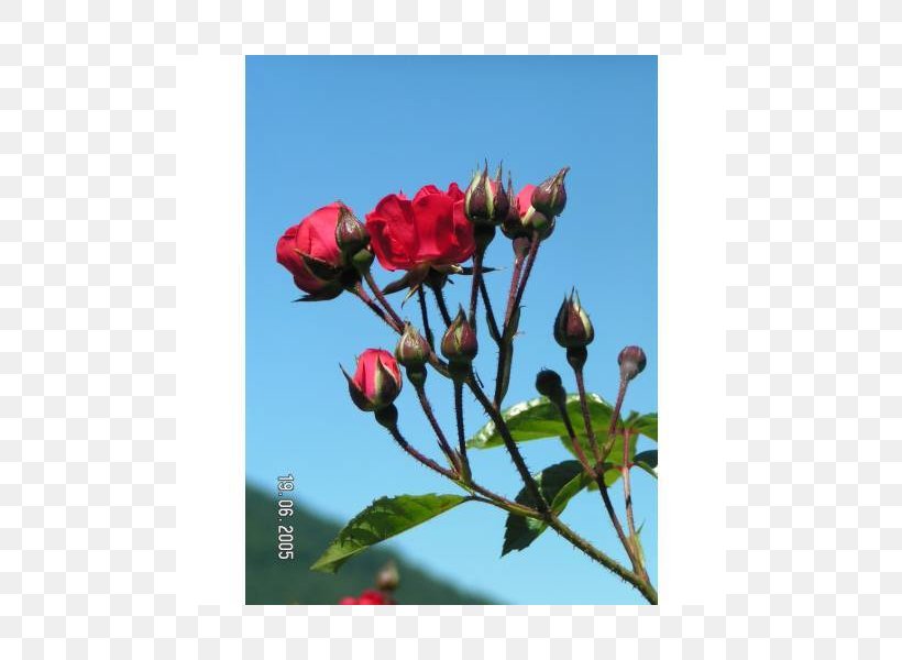 Petal Rose Family Bud Plant Stem Herbaceous Plant, PNG, 800x600px, Petal, Blossom, Branch, Bud, Flora Download Free