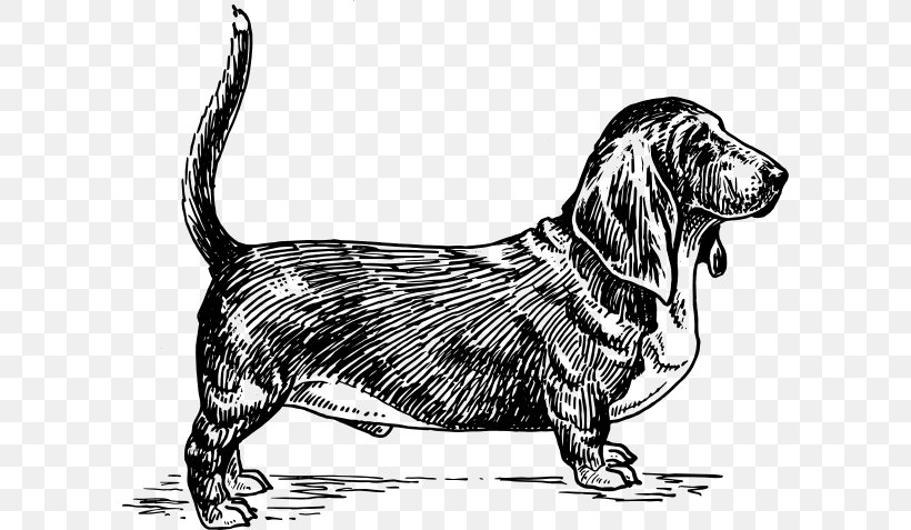 Basset Hound Beagle Greyhound Serbian Hound Bull Terrier, PNG, 600x477px, Basset Hound, Beagle, Black And White, Bull Terrier, Carnivoran Download Free