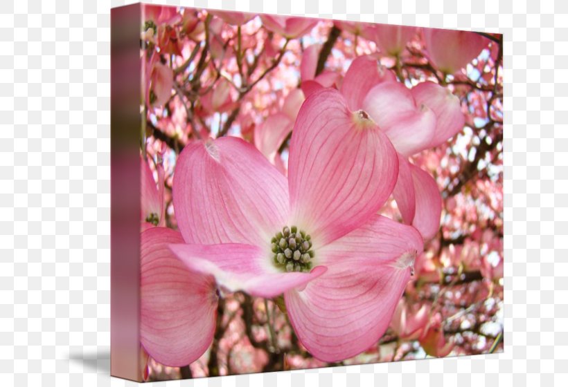 Blossom Flowering Dogwood Tree Petal, PNG, 650x560px, Watercolor, Cartoon, Flower, Frame, Heart Download Free
