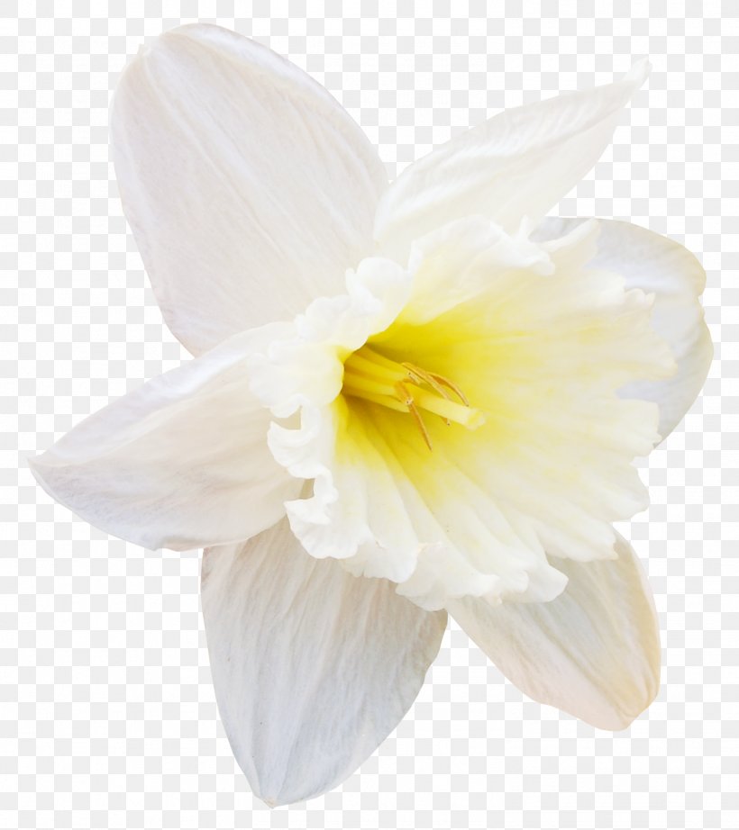 Flower Daffodil Tulip Clip Art, PNG, 1497x1685px, Flower, Amaryllis Family, Daffodil, Flower Bouquet, Flowering Plant Download Free