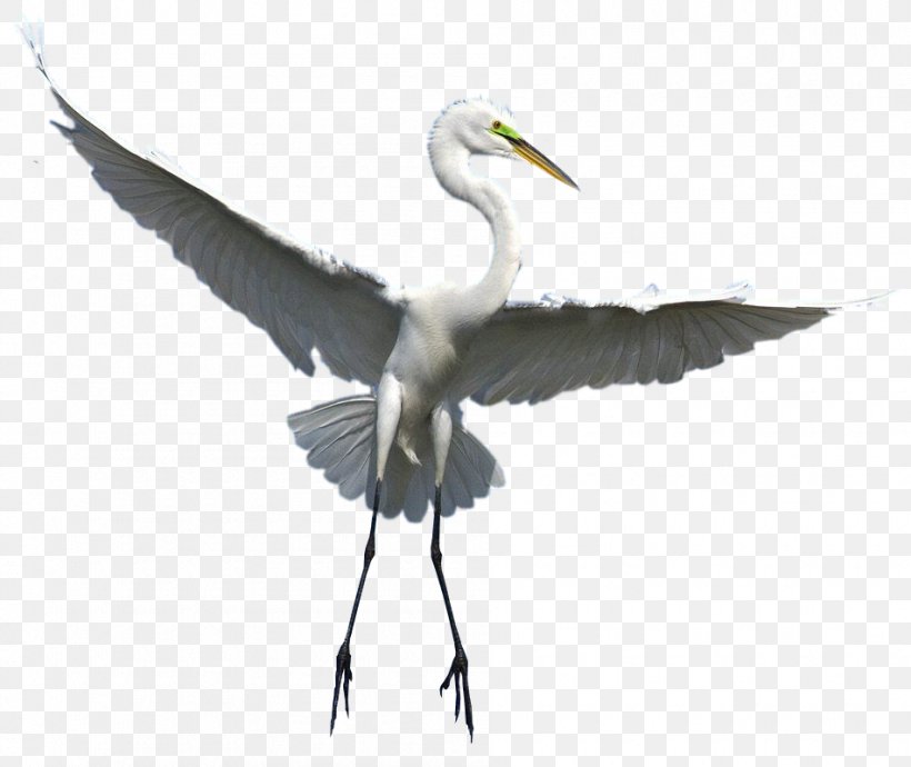 Great Egret Bird Crane Wader, PNG, 950x800px, Great Egret, Ardea, Beak, Bird, Ciconiiformes Download Free