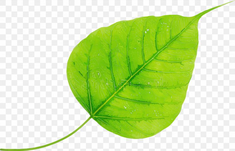 Leaf Green Plant Flower Tree, PNG, 3000x1934px, Bodhi Leaf, Anthurium, Bodhi, Bodhi Day, Flower Download Free
