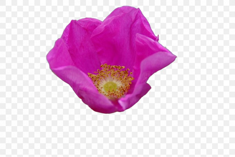 Naver Blog Poppies Opium Poppy Petal, PNG, 936x626px, Naver Blog, Blog, Daffodil, Family, Flower Download Free