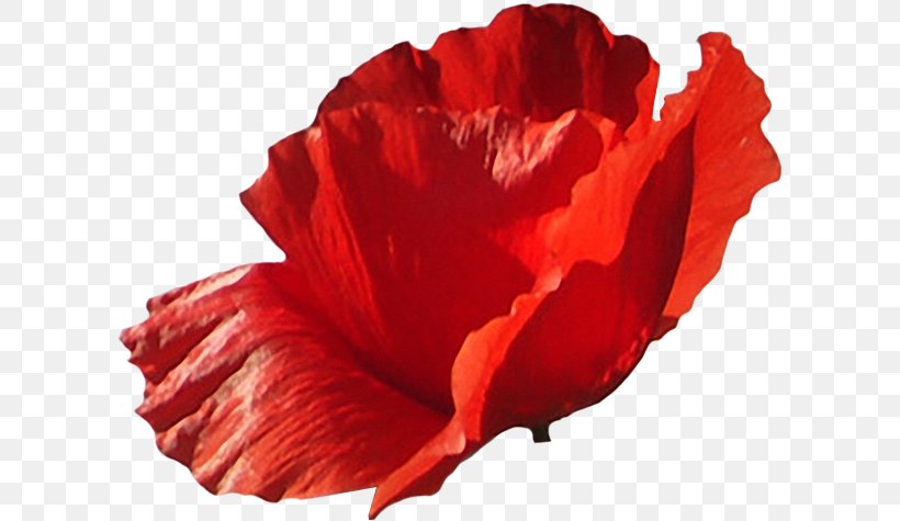Poppy Flower Photography LiveInternet, PNG, 606x475px, Poppy, Blog, Coquelicot, Cut Flowers, Diary Download Free
