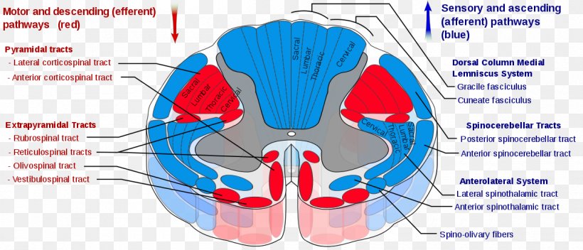 Spinal Cord Spinothalamic Tract Pyramidal Tracts Spinocerebellar Tract Spinal Nerve, PNG, 1200x516px, Watercolor, Cartoon, Flower, Frame, Heart Download Free