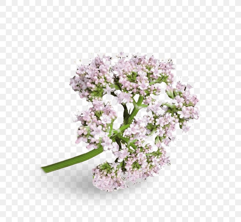 Valerian Cut Flowers Flowering Plant Blossom Bylina, PNG, 701x757px, Valerian, Blossom, Branch, Branching, Bylina Download Free