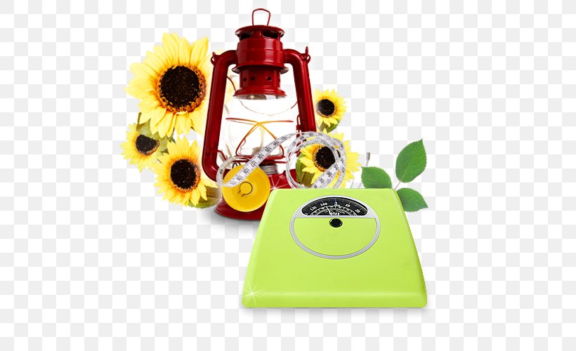 Common Sunflower Oil Lamp Sunflower Oil, PNG, 500x500px, Common Sunflower, Electricity, Flower, Kerosene Lamp, Lamp Download Free