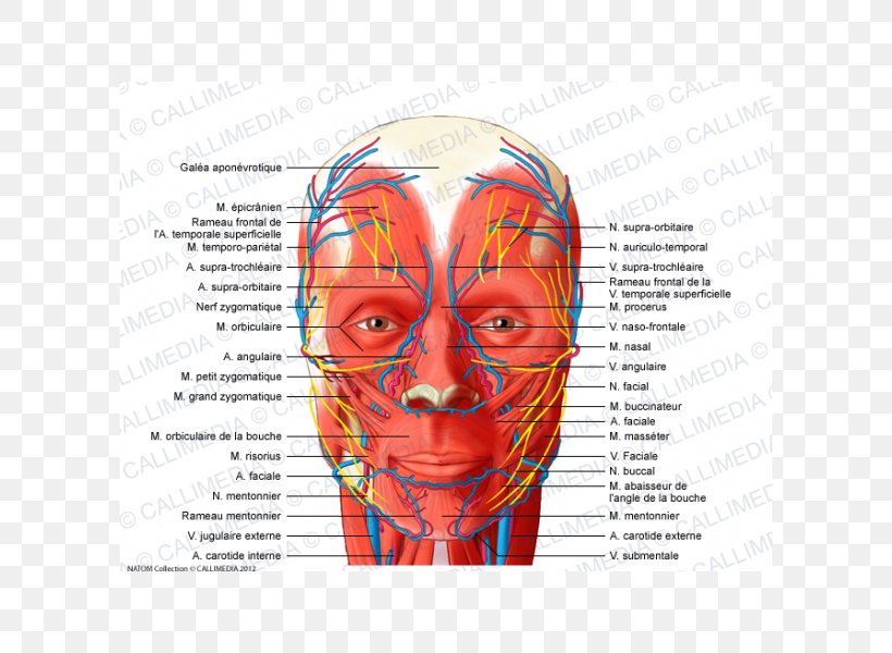 Head And Neck Anatomy Temporoparietalis Muscle Supratrochlear Artery, PNG, 600x600px, Watercolor, Cartoon, Flower, Frame, Heart Download Free
