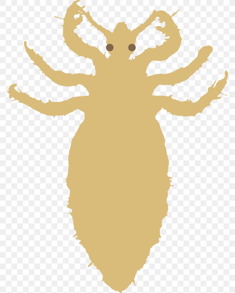 Head Louse Insect Pediculosis Liendre, PNG, 772x1023px, Louse, Antler, Art, Carnivoran, Deer Download Free