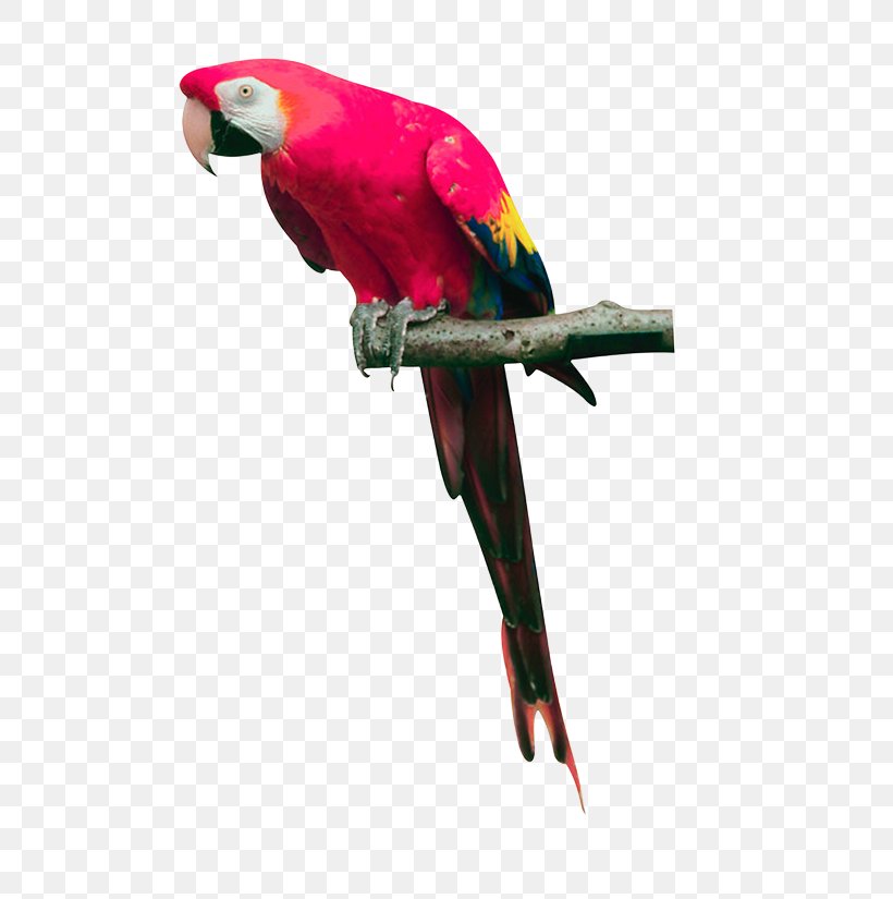 Parrot Bird Download, PNG, 549x825px, Parrot, Beak, Bird, Common Pet Parakeet, Display Resolution Download Free