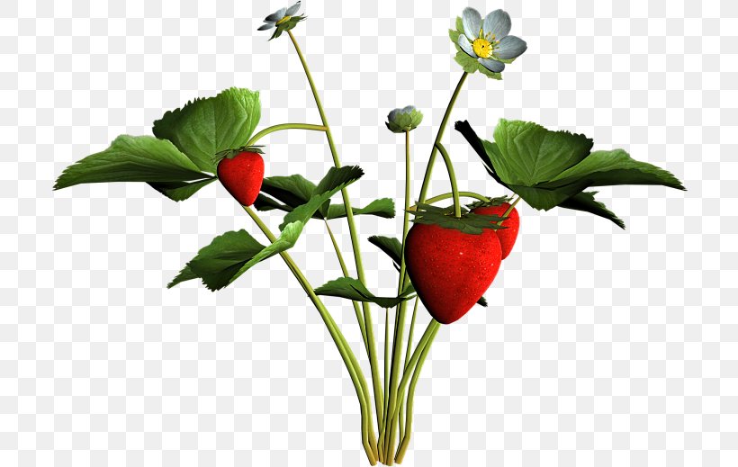 Strawberry Cut Flowers Natural Foods Plant Stem Flowerpot, PNG, 710x519px, Strawberry, Cut Flowers, Flower, Flowering Plant, Flowerpot Download Free