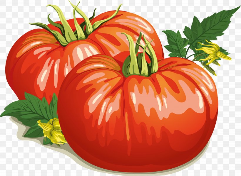 Tomato Soup Vector Graphics Vegetable Food Cherry Tomato, PNG, 4893x3586px, Tomato Soup, Bush Tomato, Cherry Tomato, Flowering Plant, Food Download Free