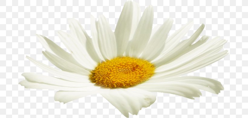 Chrysanthemum Cut Flowers Oxeye Daisy Petal, PNG, 699x391px, Chrysanthemum, Aster, Chamaemelum Nobile, Chamomiles, Chrysanths Download Free