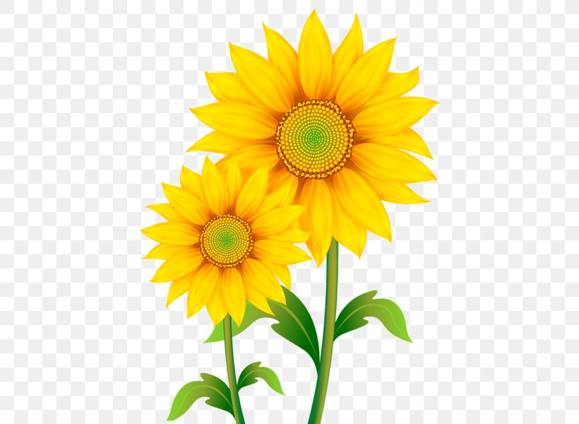 Download Clip Art, PNG, 439x600px, Can Stock Photo, Annual Plant, Common Sunflower, Cut Flowers, Daisy Family Download Free