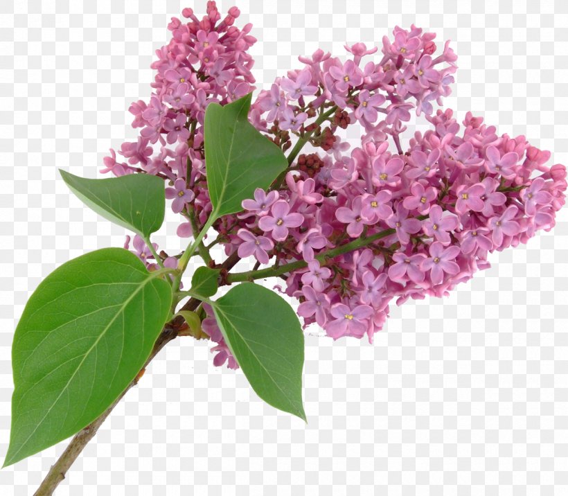 Lilac Syzygium Aromaticum Purple Flower, PNG, 1200x1048px, Lilac, Bonsai, Branch, Flower, Plant Download Free