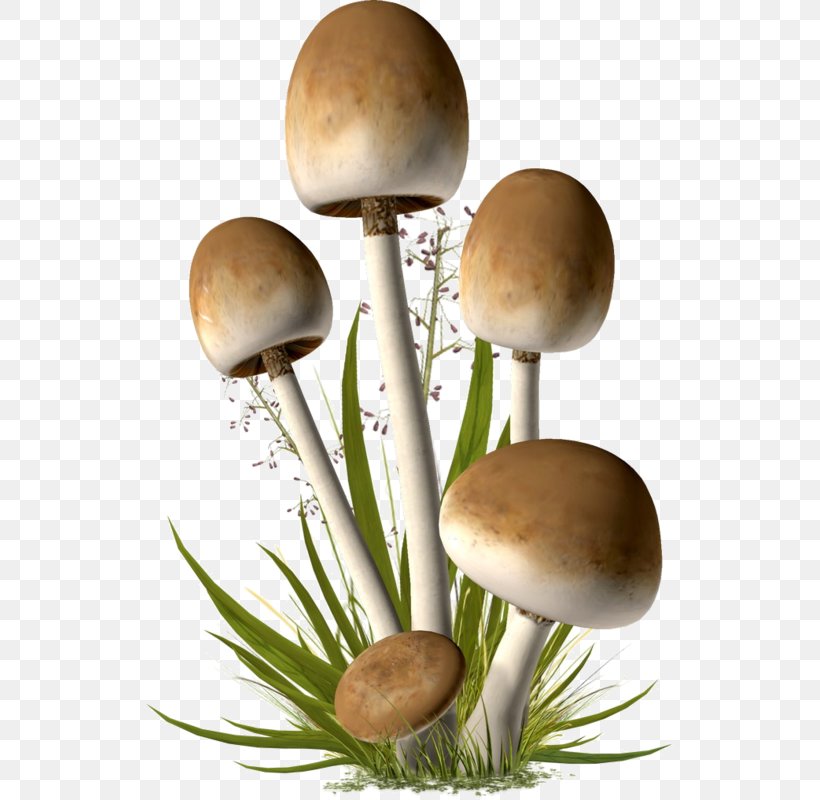 Mushroom Fungus Clip Art, PNG, 527x800px, Mushroom, Cep, Edible Mushroom, Fungus, Hydnum Repandum Download Free
