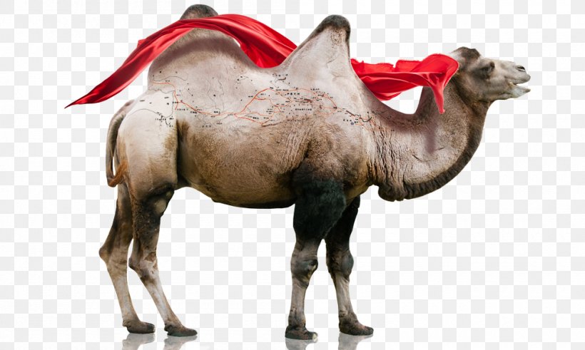 Camel One Belt One Road Initiative Silk Road, PNG, 1000x600px, Camel, Arabian Camel, Art, Business, Camel Like Mammal Download Free