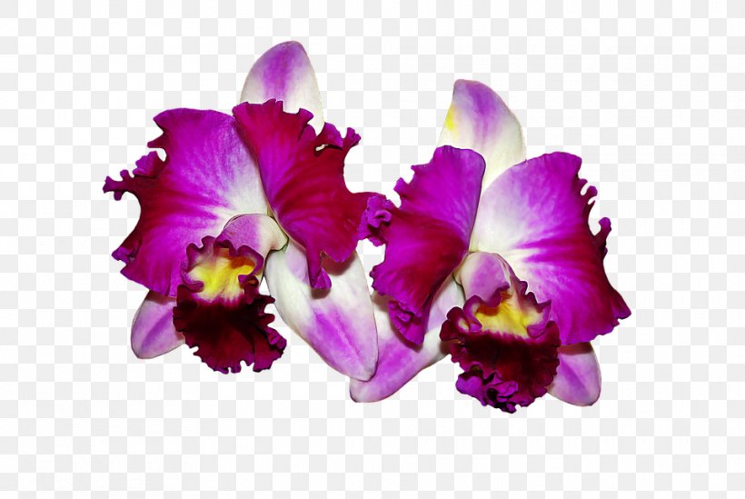 Orchids Flower Desktop Wallpaper, PNG, 960x643px, Orchids, Cattleya, Cattleya Labiata, Cattleya Orchids, Christmas Orchid Download Free
