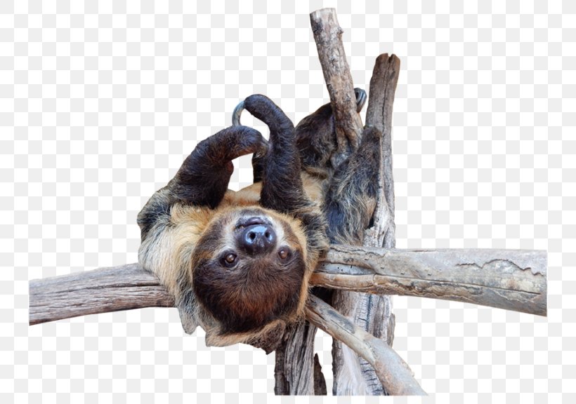 Three-toed Sloth Out Of Africa Wildlife Park Zoo Two-toed Sloth, PNG, 768x576px, Threetoed Sloth, Abc 15, Animal, Bay Area Rapid Transit, Child Download Free