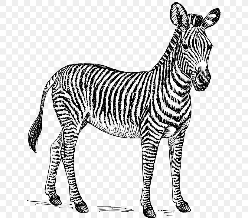 Zebra Drawing Zorse Clip Art, PNG, 641x720px, Zebra, Animal Figure, Art, Big Cats, Black And White Download Free