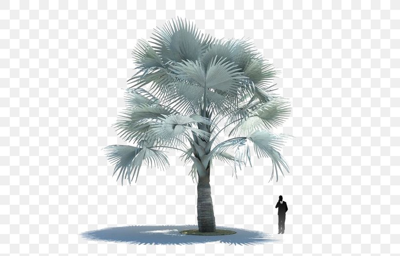 3D Computer Graphics Bismarckia 3D Modeling Arecaceae Autodesk 3ds Max, PNG, 525x525px, 3d Computer Graphics, 3d Modeling, Animation, Arecaceae, Arecales Download Free