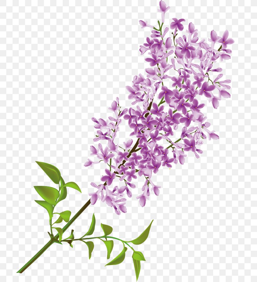 Common Lilac Flower Clip Art, PNG, 715x900px, Common Lilac, Blossom, Branch, Cut Flowers, Decorative Arts Download Free
