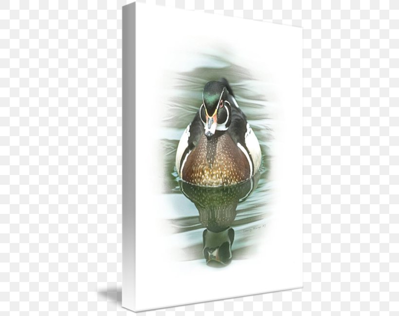 Duck Hatchie National Wildlife Refuge Comprehensive Conservation Plan Fauna Beak Greeting & Note Cards, PNG, 436x650px, Duck, Beak, Bird, Ducks Geese And Swans, Fauna Download Free