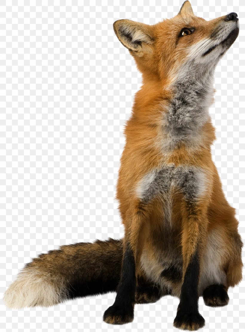 Fox Wallpaper, PNG, 944x1280px, Red Fox, Animal, Canidae, Carnivoran, Dhole Download Free