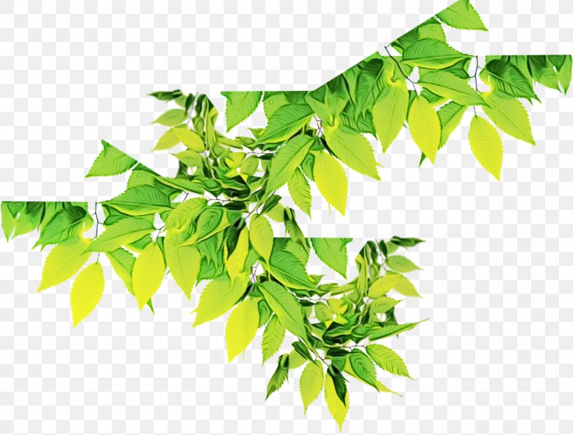 Green Leaf Background, PNG, 1280x972px, Cdr, Background, Branch, Curry Tree, Flower Download Free