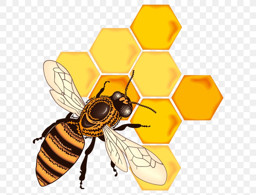 Honey Bee Honeycomb, PNG, 640x626px, Bee, Arthropod, Beehive, Beekeeping, Bumblebee Download Free
