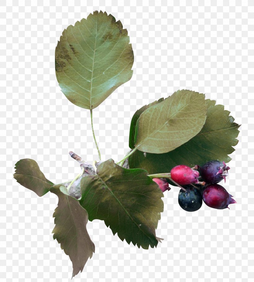 Leaf Green Blueberry, PNG, 2079x2314px, Leaf, Albom, Blue, Blueberry, Dots Per Inch Download Free