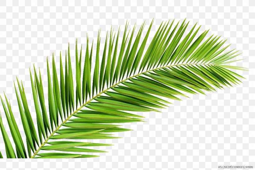 Palm Trees Palm-leaf Manuscript Palm Branch Illustration, PNG, 1024x683px, Palm Trees, Areca Palm, Arecales, Borassus, Borassus Flabellifer Download Free