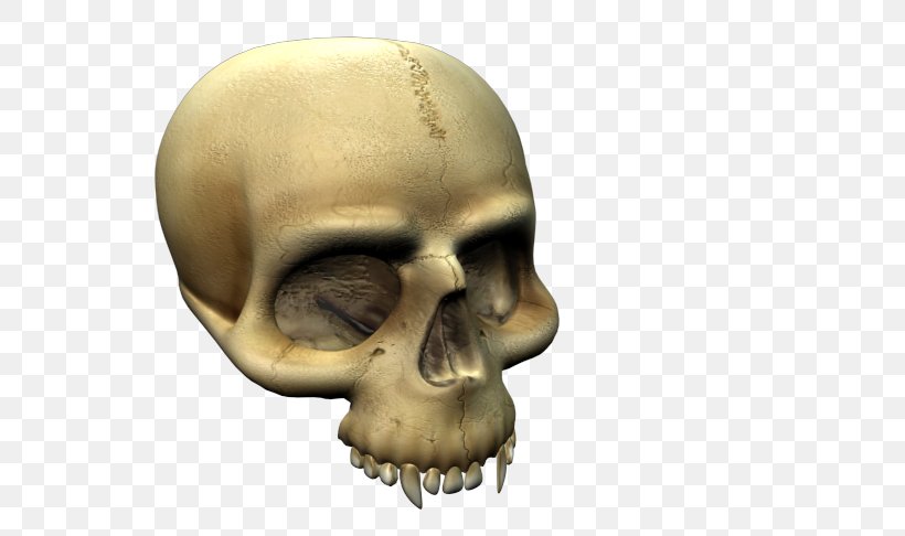 Skull And Crossbones Skeleton Snout Mouth, PNG, 720x486px, Skull, Bone, Evil Genius, Face, Head Download Free