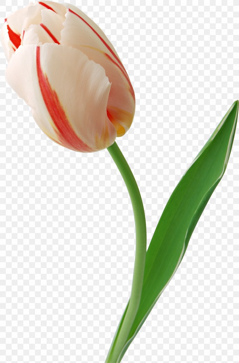 Tulip Flower Information Clip Art, PNG, 1817x2761px, Tulip, Bud, Calas, Cut Flowers, Database Download Free