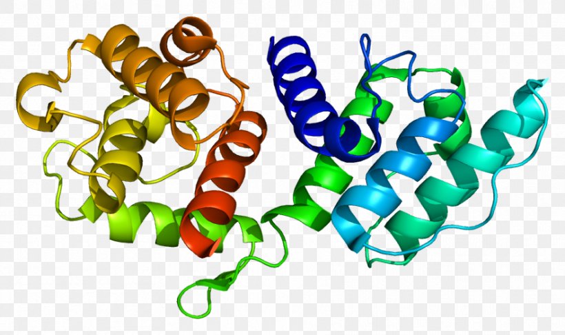 Actinin Alpha 3 Protein Skeletal Muscle, PNG, 884x525px, Actinin, Actin, Actinbinding Protein, Actinin Alpha 2, Body Jewelry Download Free